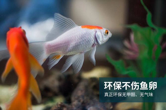 SH-不伤鱼卵.jpg